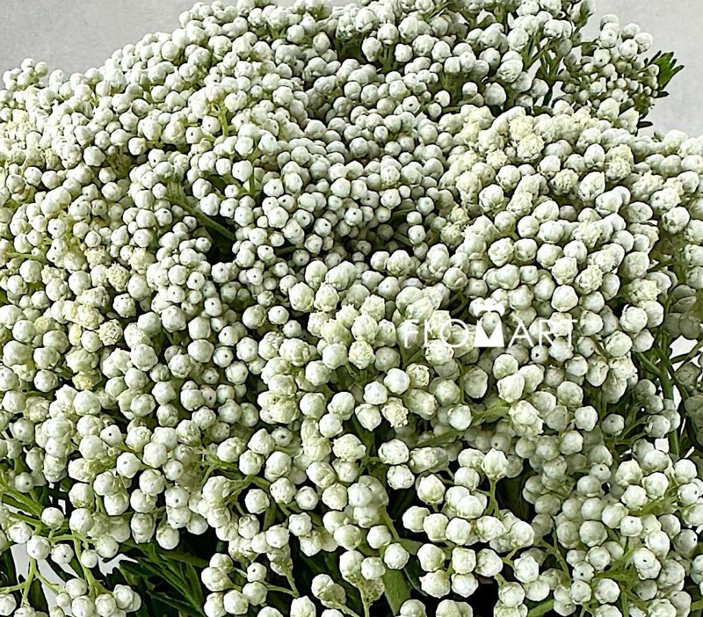 Ozothamnus White