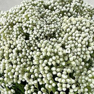 Ozothamnus White - Image 2