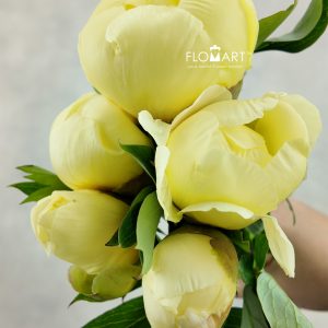 Paeonia Bartzella