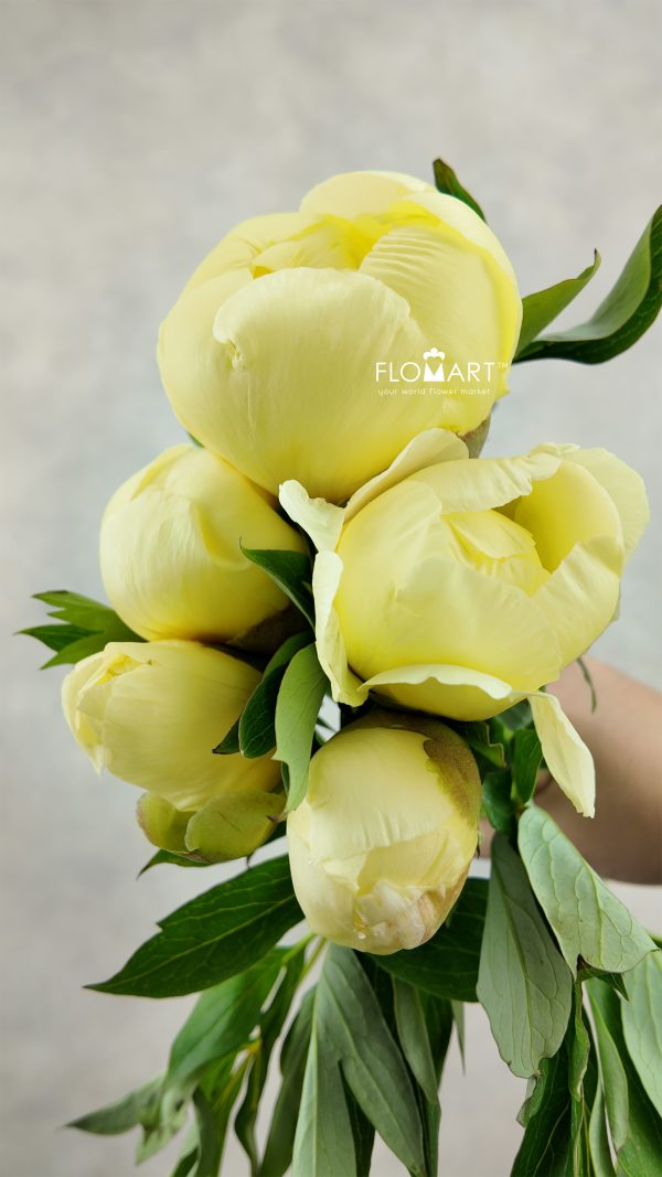 Paeonia Bartzella Paeonia Bartzella