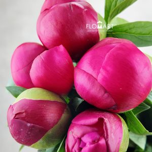 Paeonia Belgravia