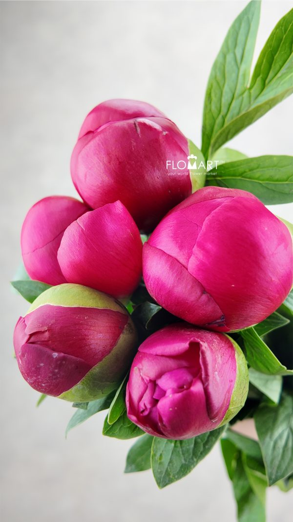 Paeonia Belgravia