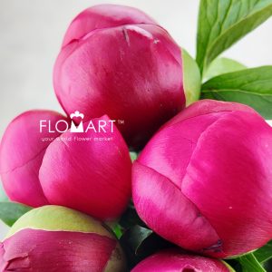 Paeonia Belgravia - Image 2
