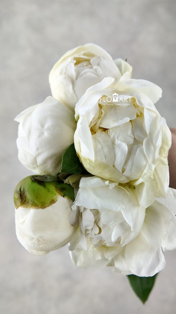 Paeonia Bridal Shower