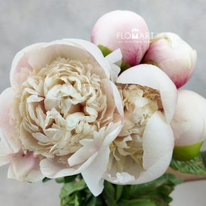 Paeonia Colonel Owen Cousins
