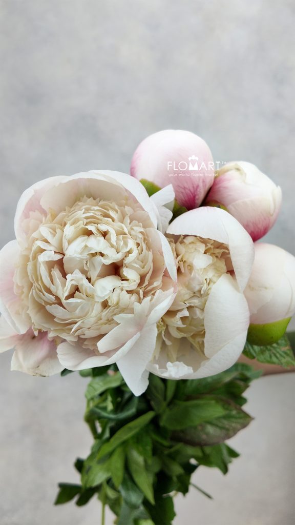 Paeonia Colonel Owen Cousins