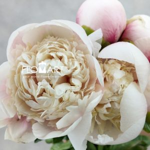 Paeonia Colonel Owen Cousins - Image 2