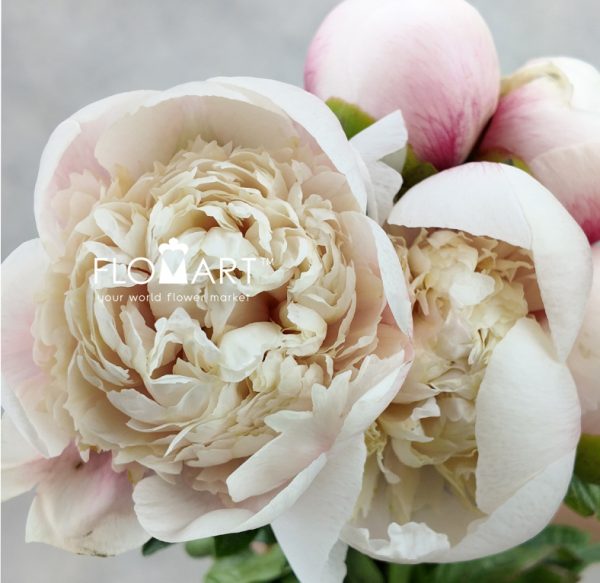 Paeonia Colonel Owen Cousins