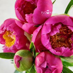 Paeonia Coral Charm