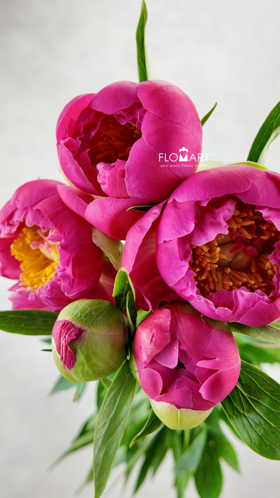 Paeonia Coral Charm