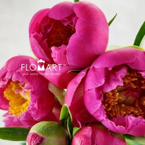 Paeonia Coral Charm - Image 2