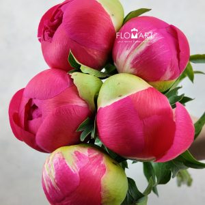 Paeonia Coral Sunset - Image 3