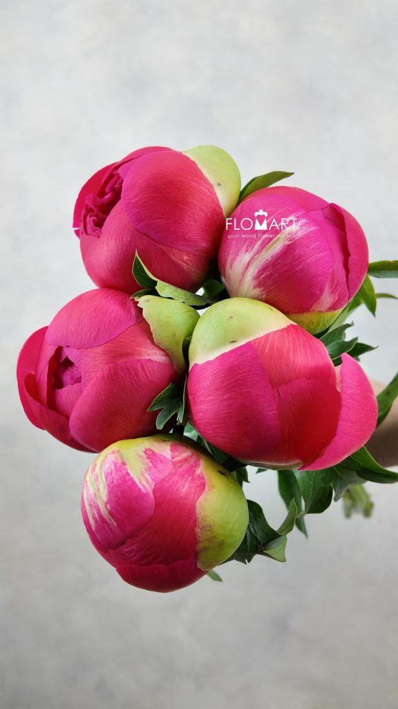 Paeonia Coral Sunset