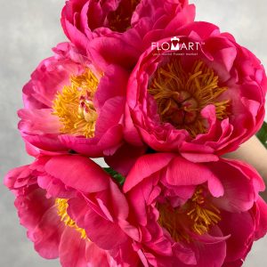 Paeonia Coral Sunset