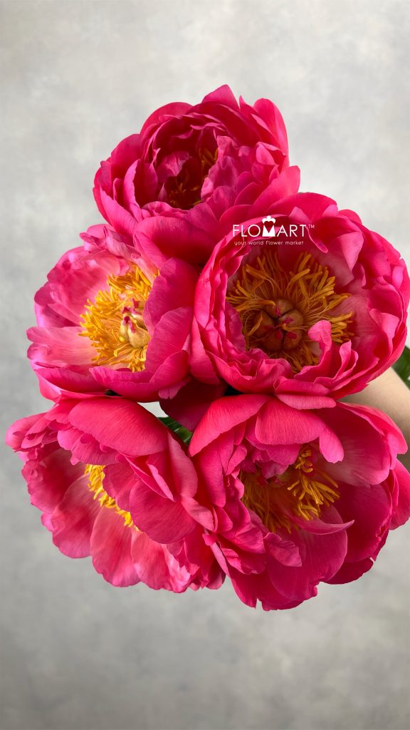 Paeonia Coral Sunset