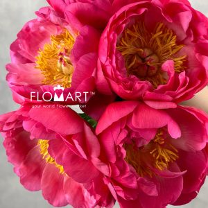 Paeonia Coral Sunset - Image 2