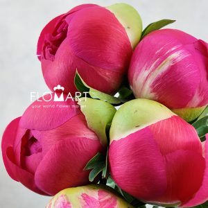 Paeonia Coral Sunset - Image 4