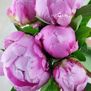 Paeonia Dr Alexander Fleming