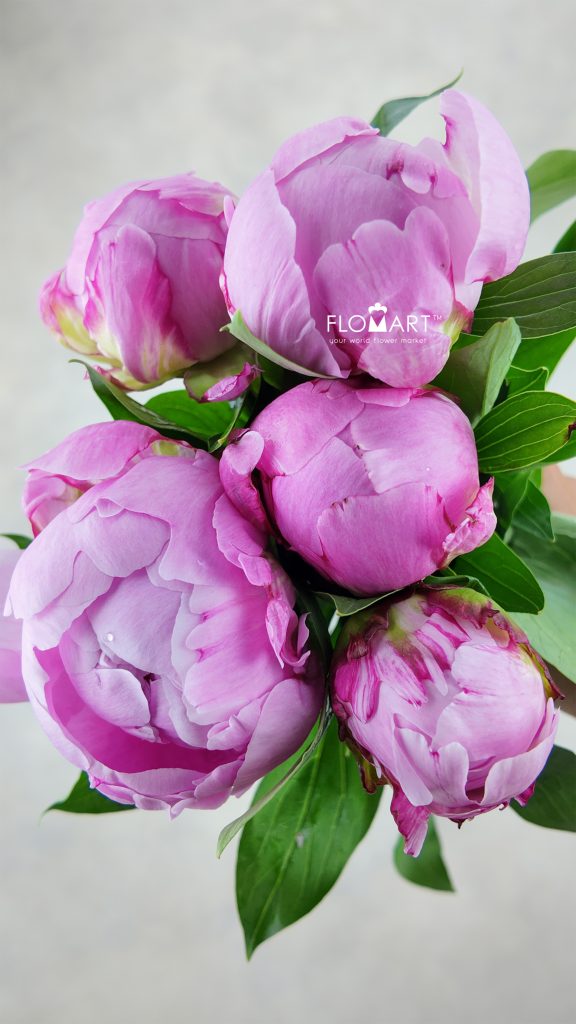 Paeonia Dr Alexander Fleming