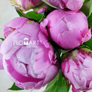 Paeonia Dr Alexander Fleming - Image 2
