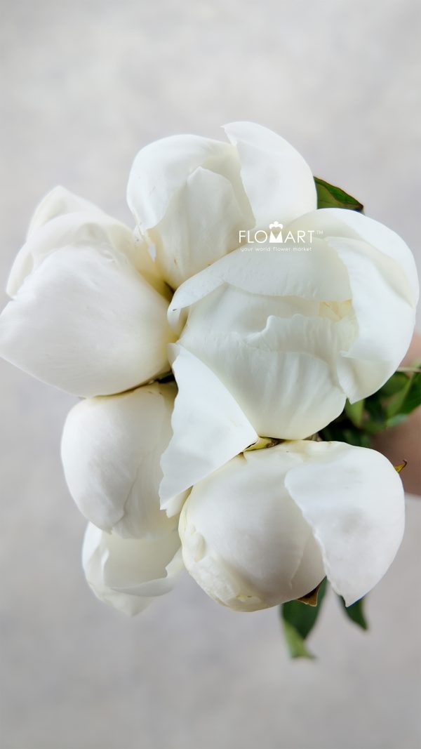 Paeonia Duchess De Nemours