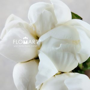 Paeonia Duchess De Nemours - Image 2