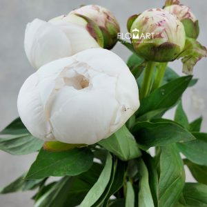 Paeonia Elsa Sass