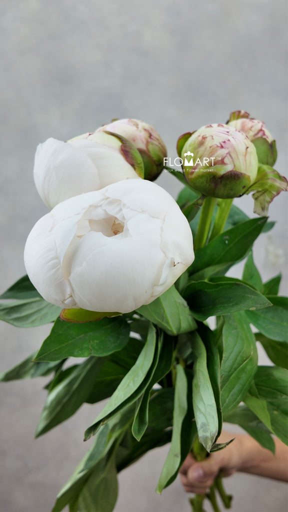 Paeonia Elsa Sass