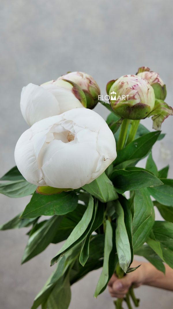 Paeonia Elsa Sass Paeonia Elsa Sass