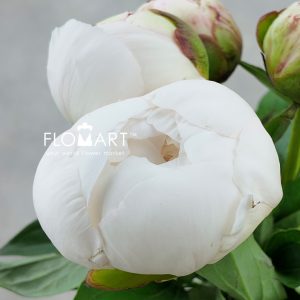 Paeonia Elsa Sass - Image 2