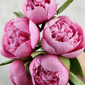 Paeonia Etched Salmon