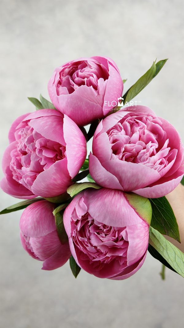 Paeonia Etched Salmon