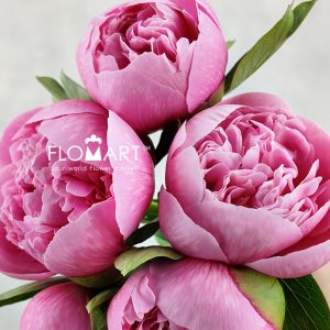 Paeonia Etched Salmon - Image 2