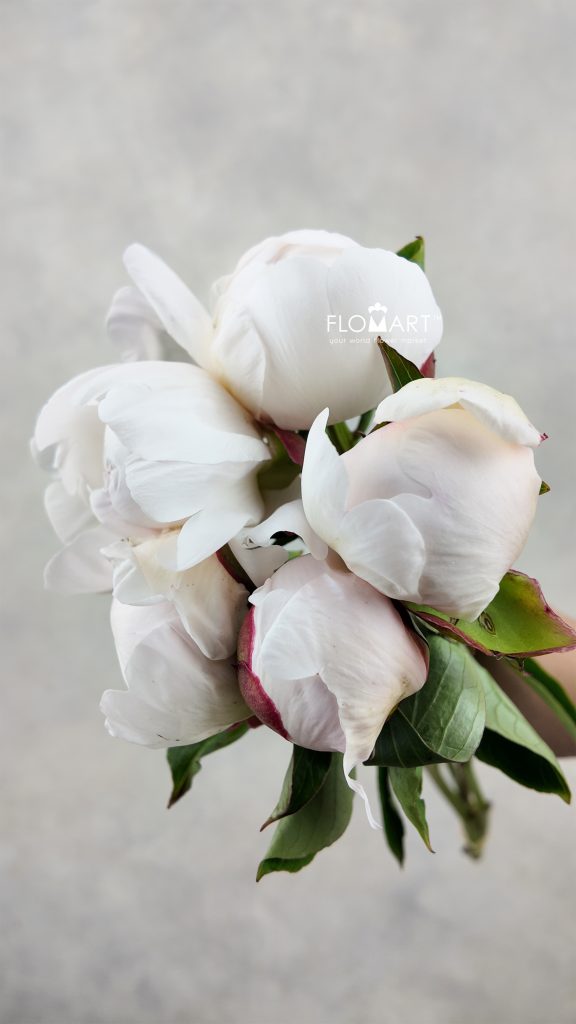 Paeonia Festiva Maxima