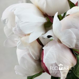 Paeonia Festiva Maxima - Image 2