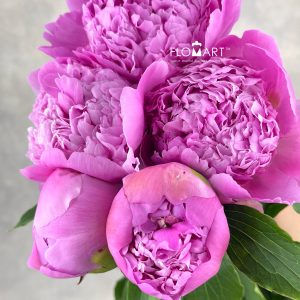 Paeonia Fuji