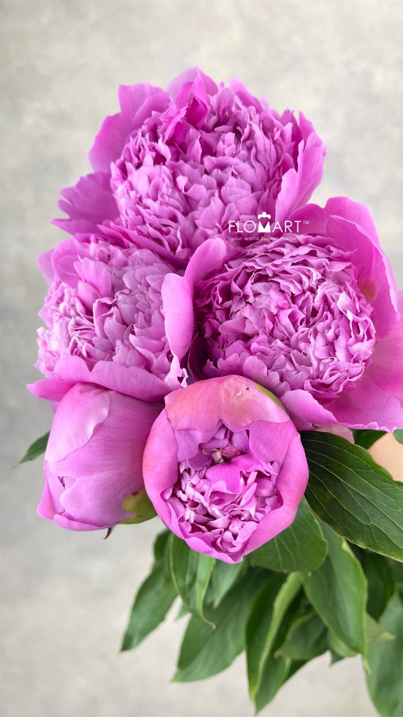 Paeonia Fuji