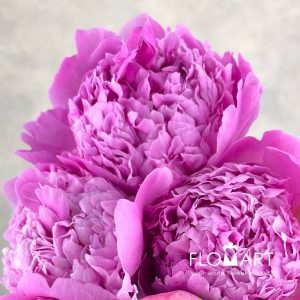 Paeonia Fuji - Image 2