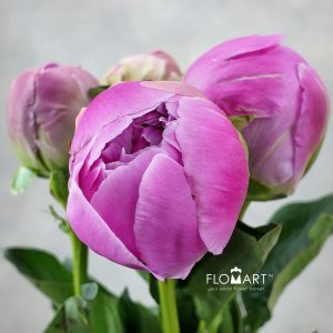 Paeonia Gamma