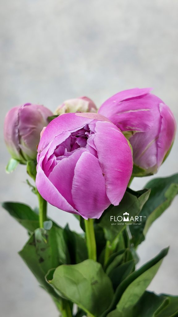 Paeonia Gamma