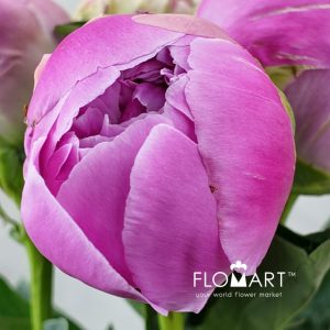 Paeonia Gamma - Image 2