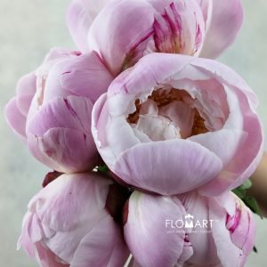 Paeonia Gardenia