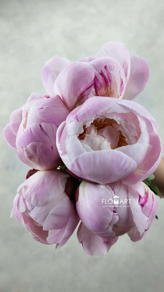 Paeonia Gardenia