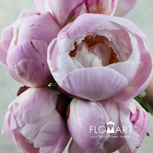 Paeonia Gardenia - Image 2
