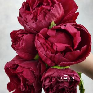 Paeonia Henry Bockstoce - Image 2