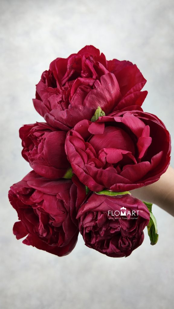 Paeonia Henry Bockstoce