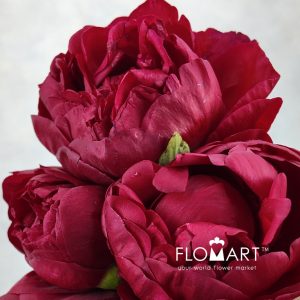 Paeonia Henry Bockstoce