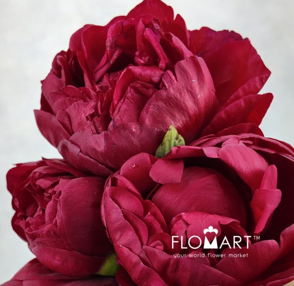 Paeonia Henry Bockstoce Z Paeonia Henry Bockstoce