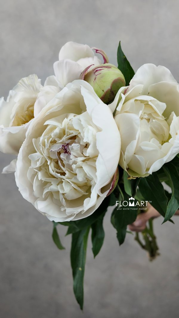 Paeonia Hyouten