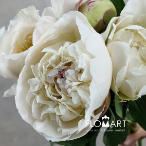Paeonia Hyouten - Image 2